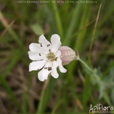 apiflora-fleur-blanche-400 for Apiflora
