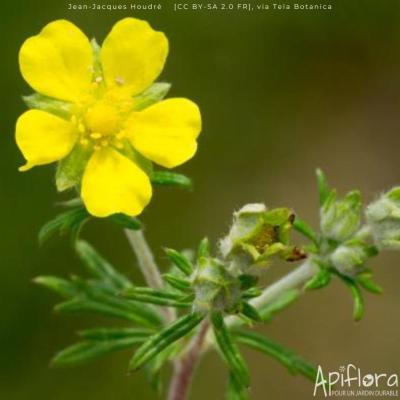 apiflora-fleur-jaune-400 for Apiflora