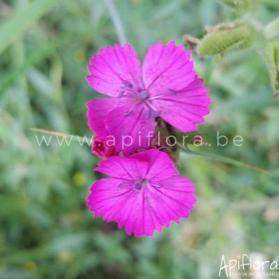 apiflora-fleur-mauve-400 for Apiflora