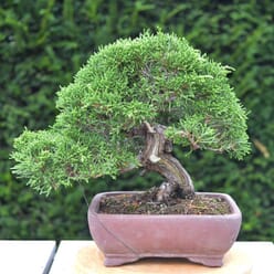 ebonsai-bonsai-400 for Ebonsai