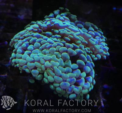 koral-coraux-400 for Koral factory