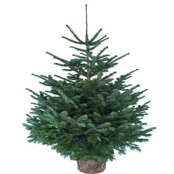 design-sans-titre-6- for Sapin Belge