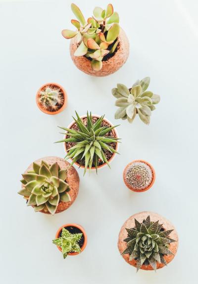 denatureexplosive-assorted-succulents-in-clay-400 for Dynamite