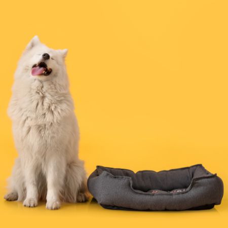 Photo-blog-The Best For Your Pets: <br>Discovery of Belgian Brands and Stores